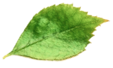 Leaf 03